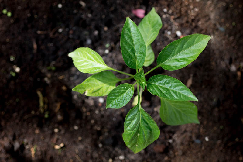 Grow Outside