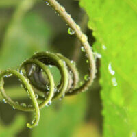 Unlocking your plants’ potential with air