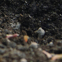 Peat Moss