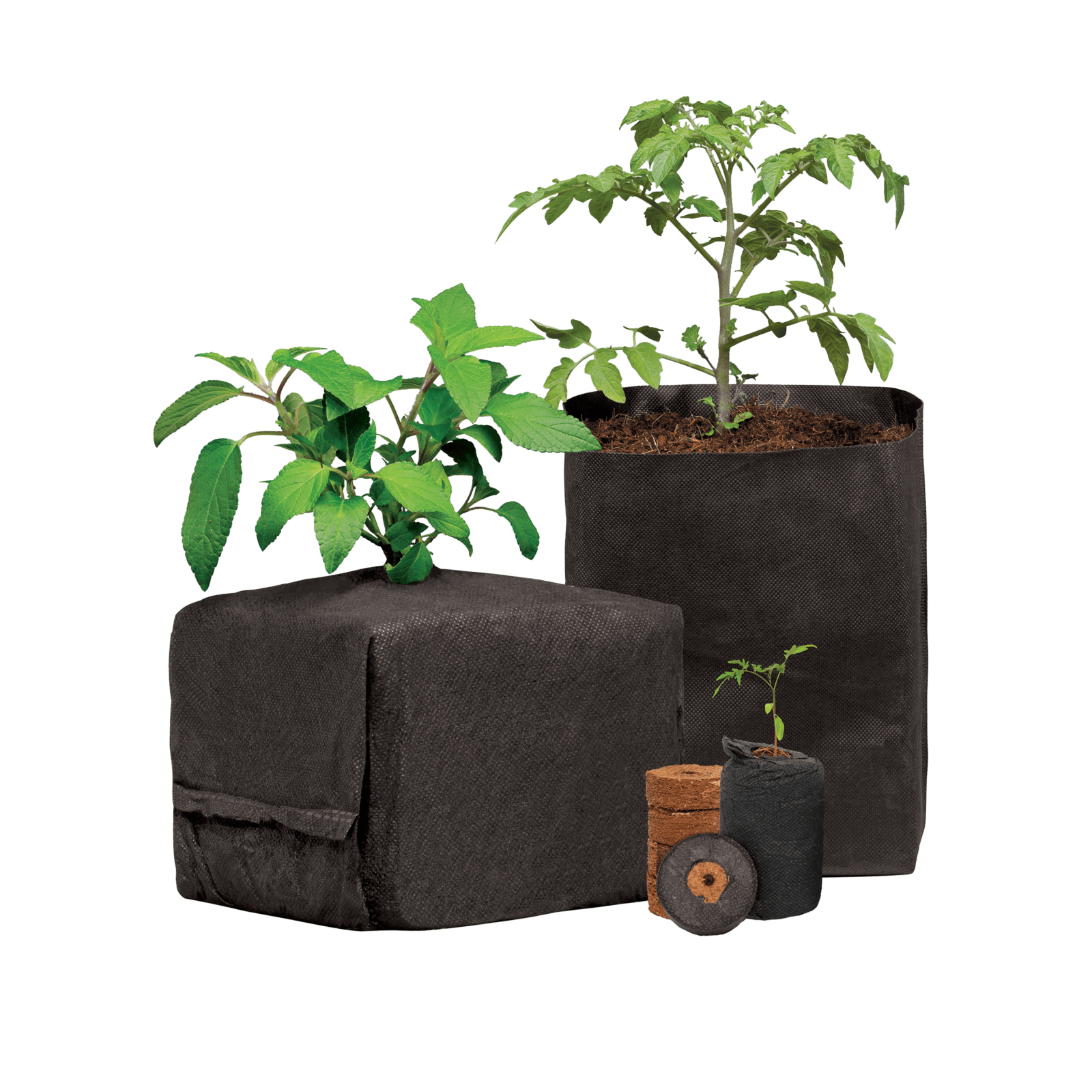 CocoPro Family 240226ae