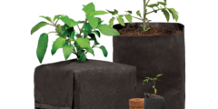 CocoPro Family 240226ae