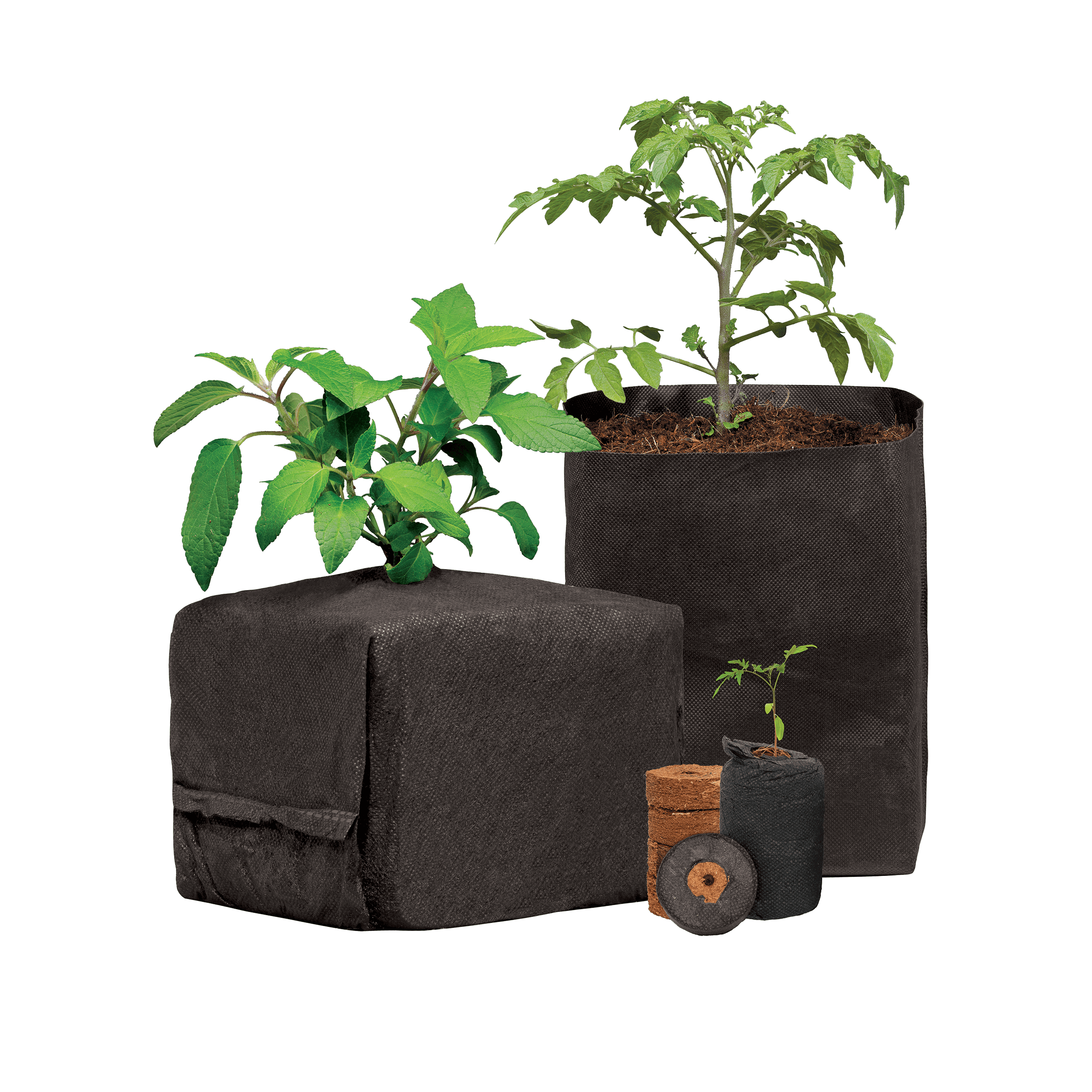 CocoPro Family 240226ae