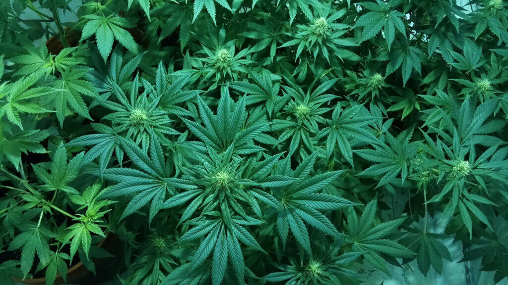 Botanicare - Products, advice and support to produce better crops