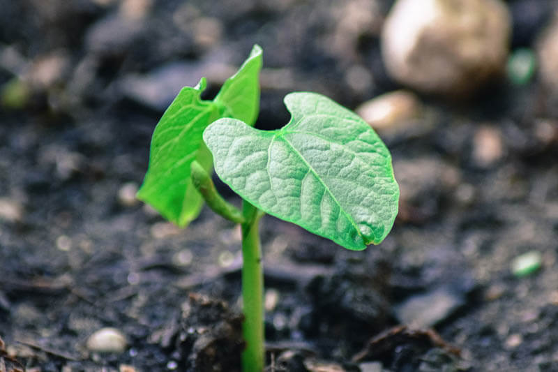 Roots FAQs