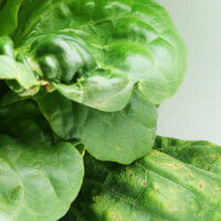 Plant Stress Signs and Preventatives
