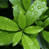 Foliar Feeding: Nutrients and Beneficial Bacteria