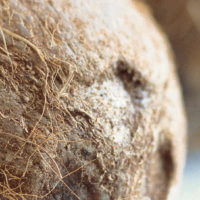 Coconut Coir