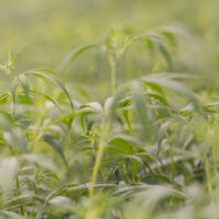 Hydroton