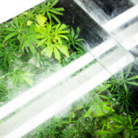 Important Announcement From Botanicare