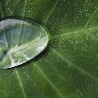 Auxins’ role in plant propagation