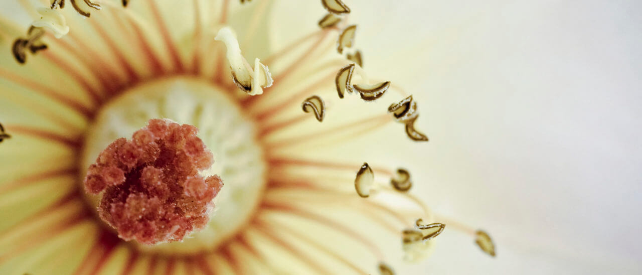 Why Plants Need Sugars and What They Do With them Botanicare