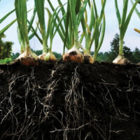 The Unseen World of Microbes in Grow Media