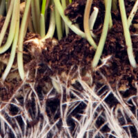 Establish and Maintain a Healthy Root Microbiome