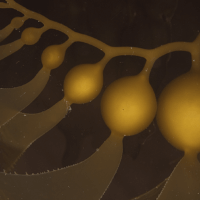 Nourish your Plants Above and Below with Seaweed