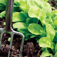 Soil Conditioning 101: Better growing through chemistry