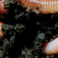 Vermicomposting: Reduce, reuse, recycle with the help of worms
